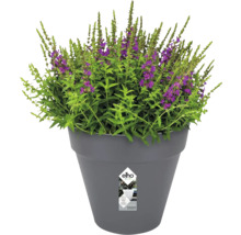 Bloempot met bloeiende planten