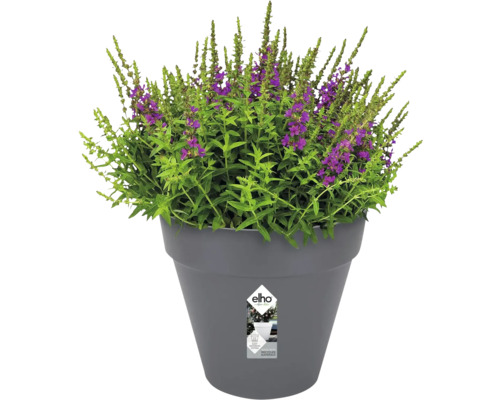 Bloempot met bloeiende planten