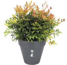 Nandina plant in pot