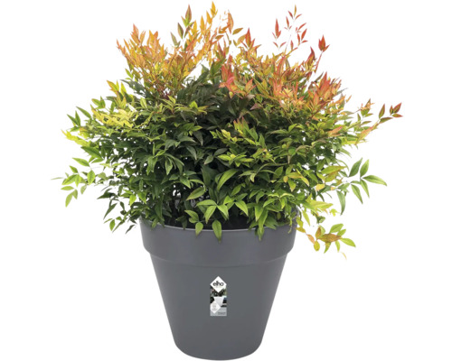 Nandina plant in pot