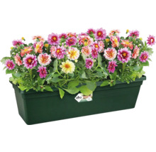 Dahlia's in een kunststof bloembak