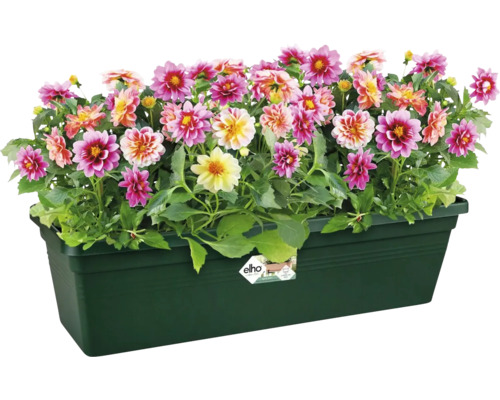 Dahlia's in een kunststof bloembak