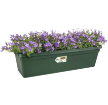 Bloembak met paarse klokjesbloemen