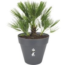 Hennep palm in pot