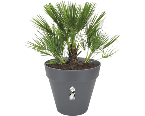 Hennep palm in pot