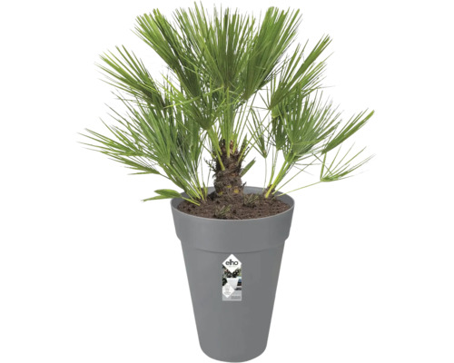 Hennep palmboom in pot