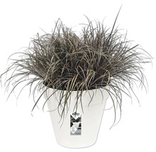 Bloempot met siergras