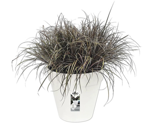 Bloempot met siergras