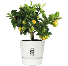 Mandarinenboompje in witte pot