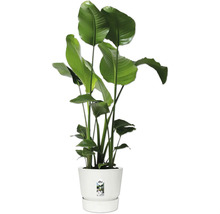 Strelitzia in pot voor binnen