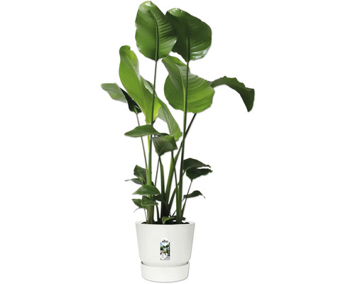 Strelitzia in pot voor binnen