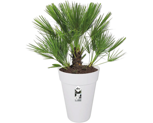 Hennep palm in witte bloempot