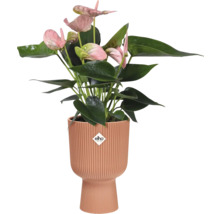 Anthurium plant in een pot met Elho logo