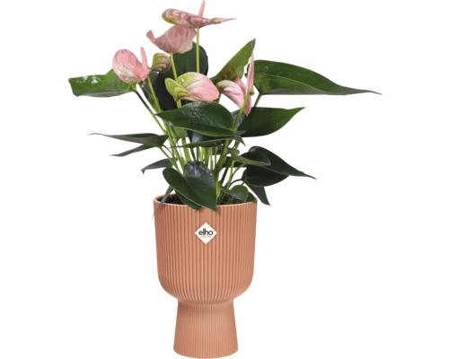 Anthurium plant in een pot met Elho logo