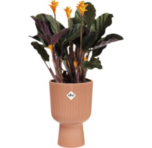 Plant met gele bloemen in een geribbelde bloempot