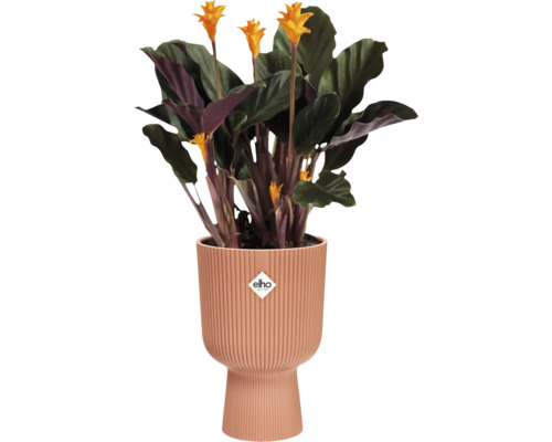 Plant met gele bloemen in een geribbelde bloempot