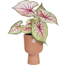 Caladium kamerplant in geribbelde plantenbak