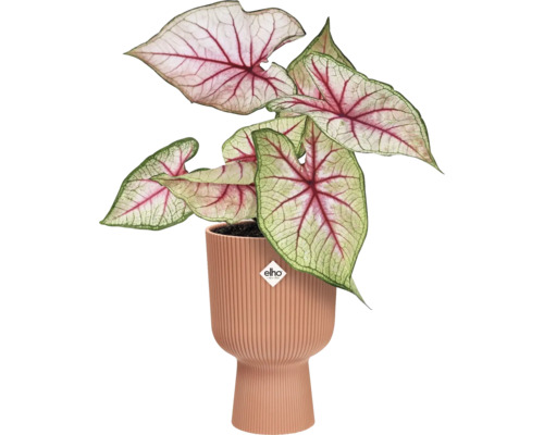 Caladium kamerplant in geribbelde plantenbak