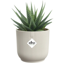 Haworthia kamerplant in een pot