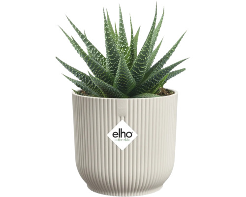 Haworthia kamerplant in een pot