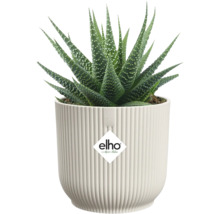 Haworthia kamerplant in geribbelde plantenbak