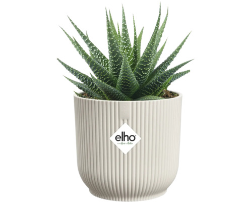 Haworthia kamerplant in geribbelde plantenbak