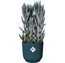 Senecio in pot met Elho-logo