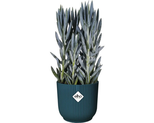 Senecio in pot met Elho-logo