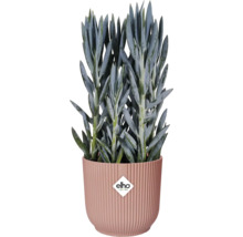 Senecio in geribbelde bloempot met Elho logo