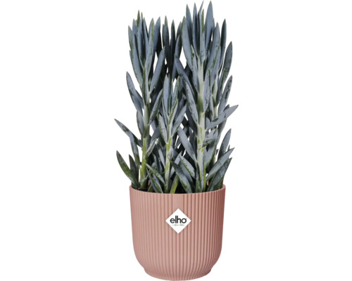 Senecio in geribbelde bloempot met Elho logo