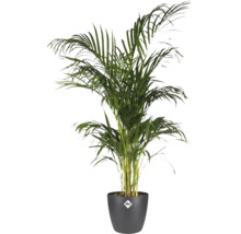 Areca palm in pot