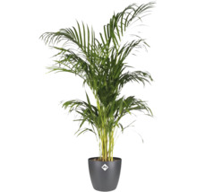 Areca palm in een pot