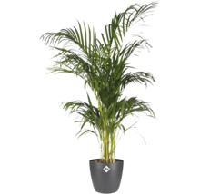 Goudpalm in pot