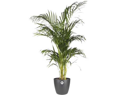 Goudpalm in pot