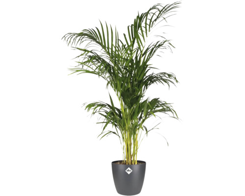 Areca palm in pot