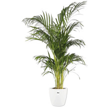 Areca palm in witte pot