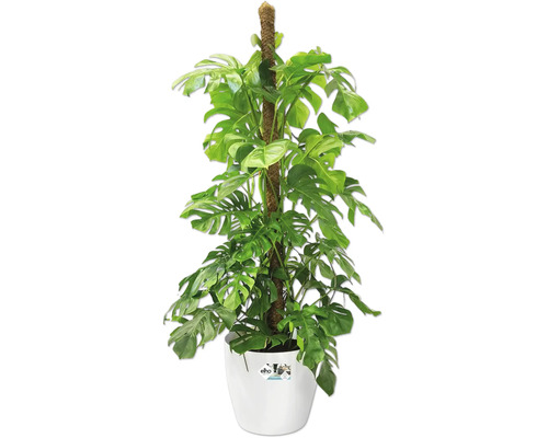 Monstera kamerplant met klimhulp in een pot