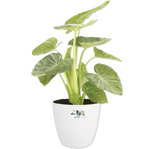 Alocasia kamerplant in witte pot