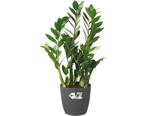 Zamioculcas kamerplant in een pot