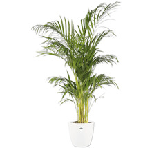 Areca palm in witte sierpot
