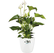 Anthurium plant met witte bloemen in een witte Elho pot