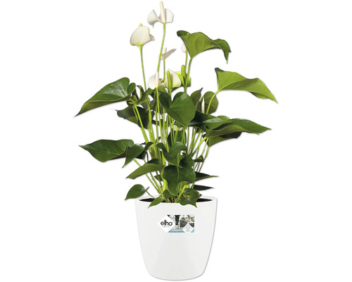 Anthurium plant met witte bloemen in een witte Elho pot