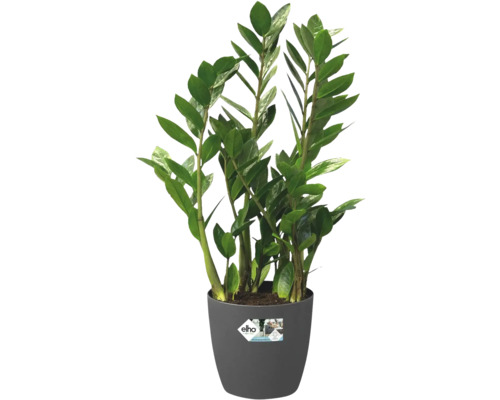 Zamioculcas kamerplant in pot