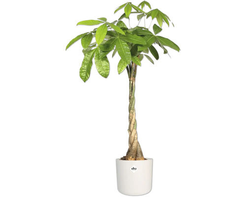 Gelukskastanje in witte pot