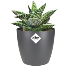 Aloëplant in grijze pot met Elho logo