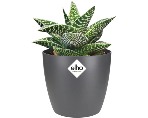 Aloëplant in grijze pot met Elho logo