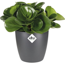 Kamerplant in een grijze plantenbak met Elho logo