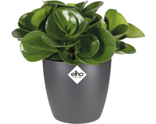 Kamerplant in een grijze plantenbak met Elho logo