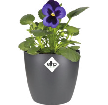 Blauw viooltje in een grijze Elho bloempot