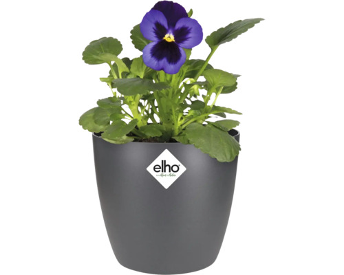 Blauw viooltje in een grijze Elho bloempot